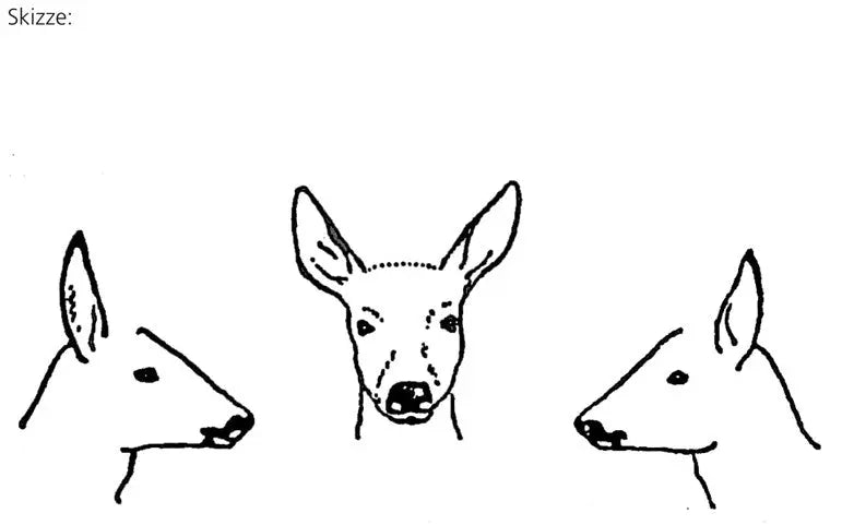 puma-rehbock-geh-rn-skizzenblock-jagd image 3